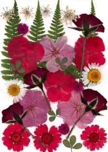Pressed Dried Flowers - Red flowers