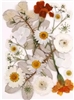 Pressed Dried Flowers - White flowers