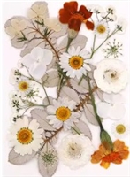 Pressed Dried Flowers - White flowers