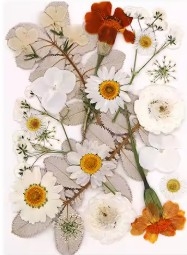 Pressed Dried Flowers - White flowers