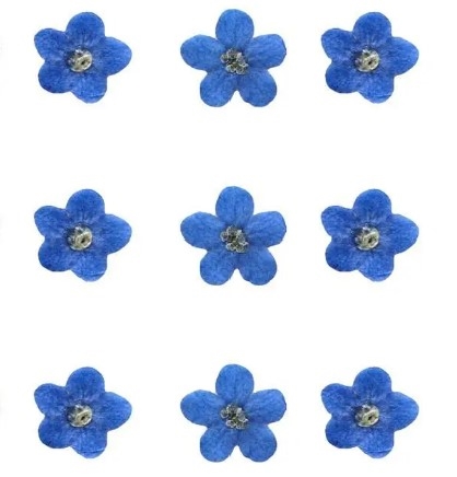 Mini Dried Flowers - Forget me not flowers
