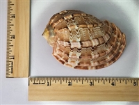 Articulate Harp (Harpa Articularis)