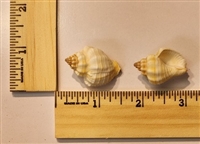 Two-Colored Nutmeg Shell (Cancellaria Bicolor)