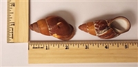 Brown Land Snail (Helicostyla Chrysalidiformis)