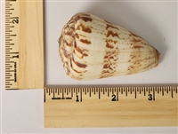 Characteristic Cone (Conus Caracteristicus)