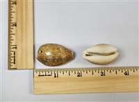 Deer Cowrie Shell (Cypraea Vitellus)