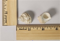 Imperial Top Shell (Lischkea Imperialis)