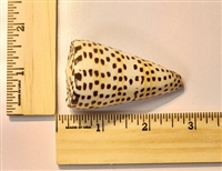 Lettered Cone Shell (Conus Litteratus)