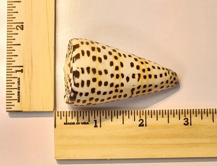 Lettered Cone Shell (Conus Litteratus)