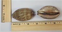 Medium Eglantine Cowrie Shell (Cypraea Eglantina)
