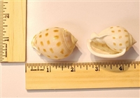 Med. Scotch Bonnet Shell (Phalium Granulatum)