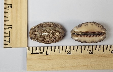 Small Eglantine Cowrie Shell (Cypraea Eglantina)
