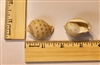 Small Scotch Bonnet Shell (Phalium Granulatum)