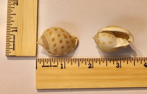 Small Scotch Bonnet Shell (Phalium Granulatum)