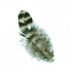 Strung Rooster Chick Chinchilla Feathers - #2931