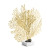 Fan Coral Gold