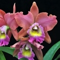 Blc. Volcano Island 'Volcano Queen'