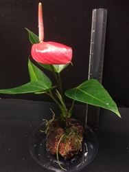 Anthurium