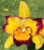 Rlc. Linkin Love 'Chester'