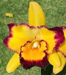 Rlc. Linkin Love 'Chester'