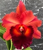 Rlc. Nebula Storm