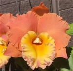 Rlc. Pegasus Fantasy 'Golden Peach'