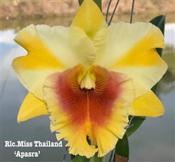 Rlc. Miss Thailand 'Apasra'