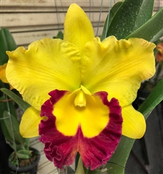 Cattleya Atalanta 'Hawaii'