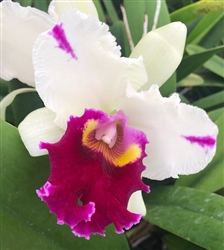 Lc. White Dream â€˜Red Lipâ€™