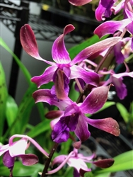 Dendrobium Antler Hybrid