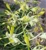 Dendrobium Chan Chao Twist