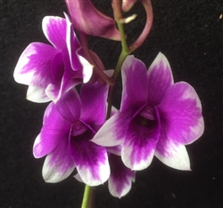 Dendrobium Hybrid, Miniature Hot Pink