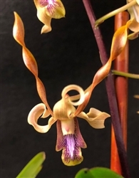 Dendrobium Orange Twisted