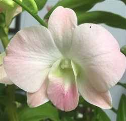 Dendrobium Hybrid, Pink Puff