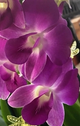 Dendrobium Hybrid, Purple