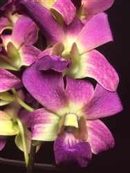 Dendrobium Hybrid, Purple Blush