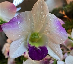 Dendrobium Hybrid, Purple