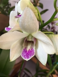 Dendrobium Hybrid, White w/Purple Lip