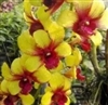 Dendrobium Yellow Splash Red