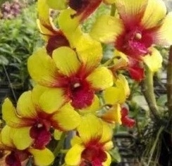 Dendrobium Yellow Splash Red