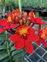 Epidendrum Max Valley 'Shiranui