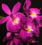Epidendrum Reed Stem Hybrid, Violet