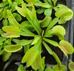 Dionaea muscipula