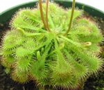 Drosera spathulata