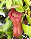 Nepenthes ventricosa
