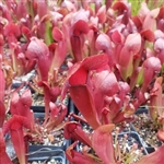 Sarracenia x catesbaei