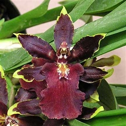 Colmanara Wildcat 'Bobcat'