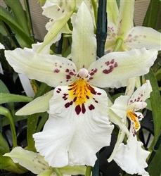 Schunkeara (Oncidium/Intergeneric) Mem. Bob Hill 'Whitish'