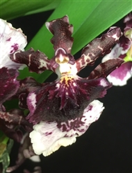 Odontocidium Burgundian 'Too Sweet'