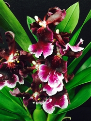 Odontocidium Burgundian 'Velvet Underground'